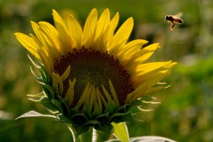 Backlit Sunflower at Burnside Farms, Nokesville, VA