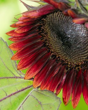 Red Sunflower at Burnside Farms, Nokesville, VA