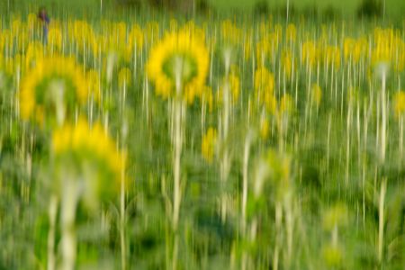Field of Sunflowers, Burnside Farms