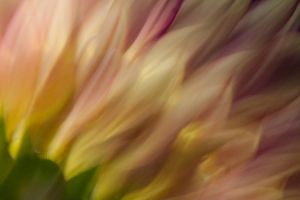 Back of a Ruby Sunflower