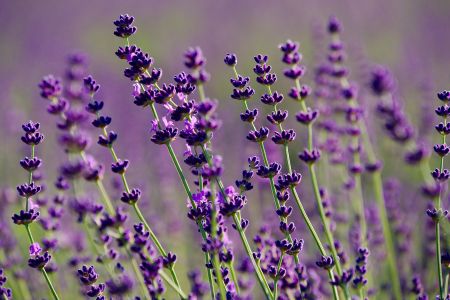 Soleado Lavender Farm, Dickerson, MD