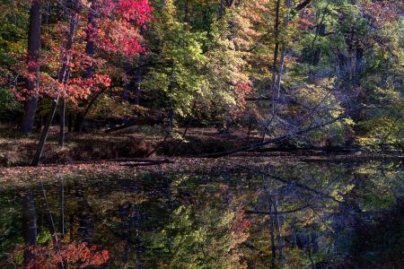 Fall Foliage, C & O Canal, (near Anglers)