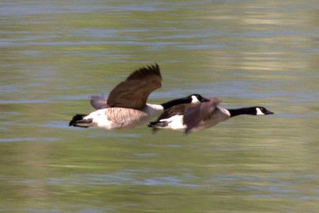 Canada Geese flying over the Potomac River