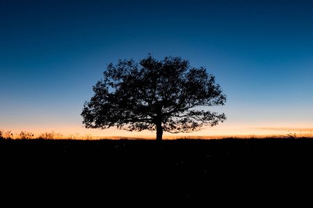 Tree at Sunset, Big Meadows, Shenandoah National Park