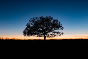 Tree at Sunset, Big Meadows, Shenandoah National Park