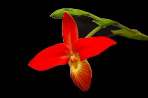 Orchid, Longwood Gardens