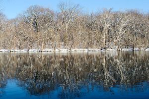 Snow-covered trees on Roosevelt Island, Washington, DC