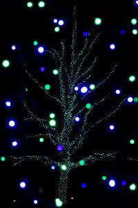 Christmas Lights at Longwood Gardens, Kennett Square, PA