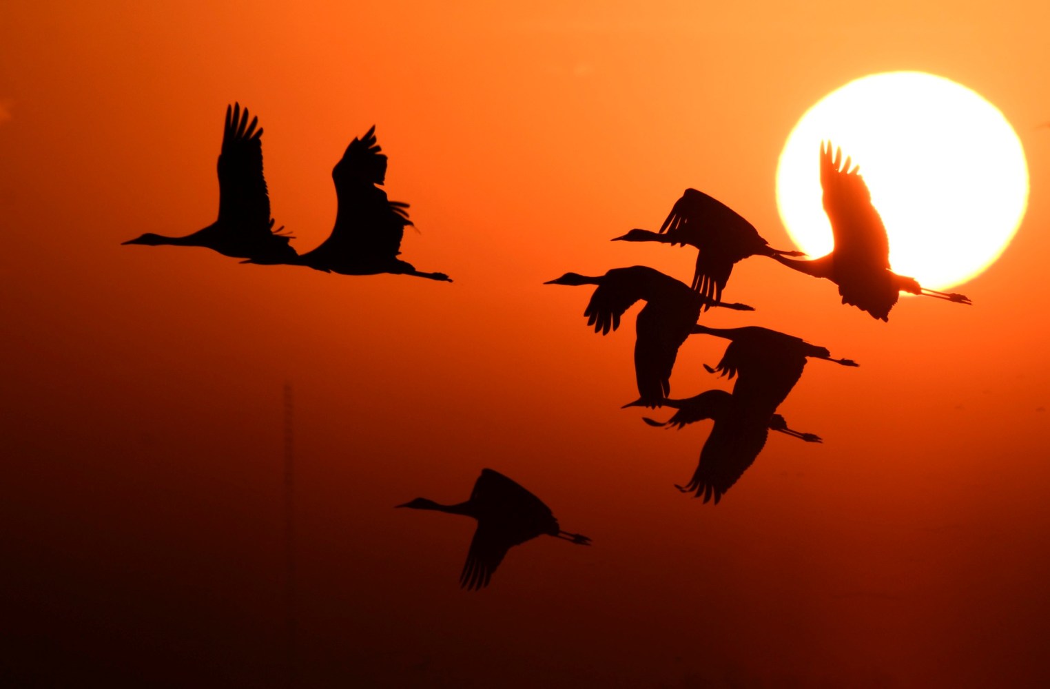 Sandhill Cranes at sunrise