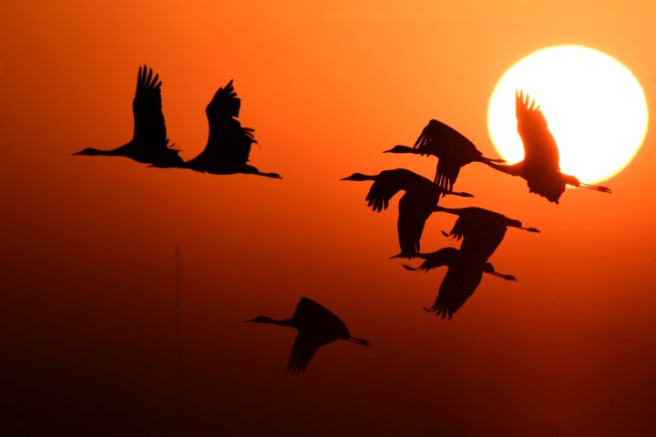 Sandhill Cranes at sunrise