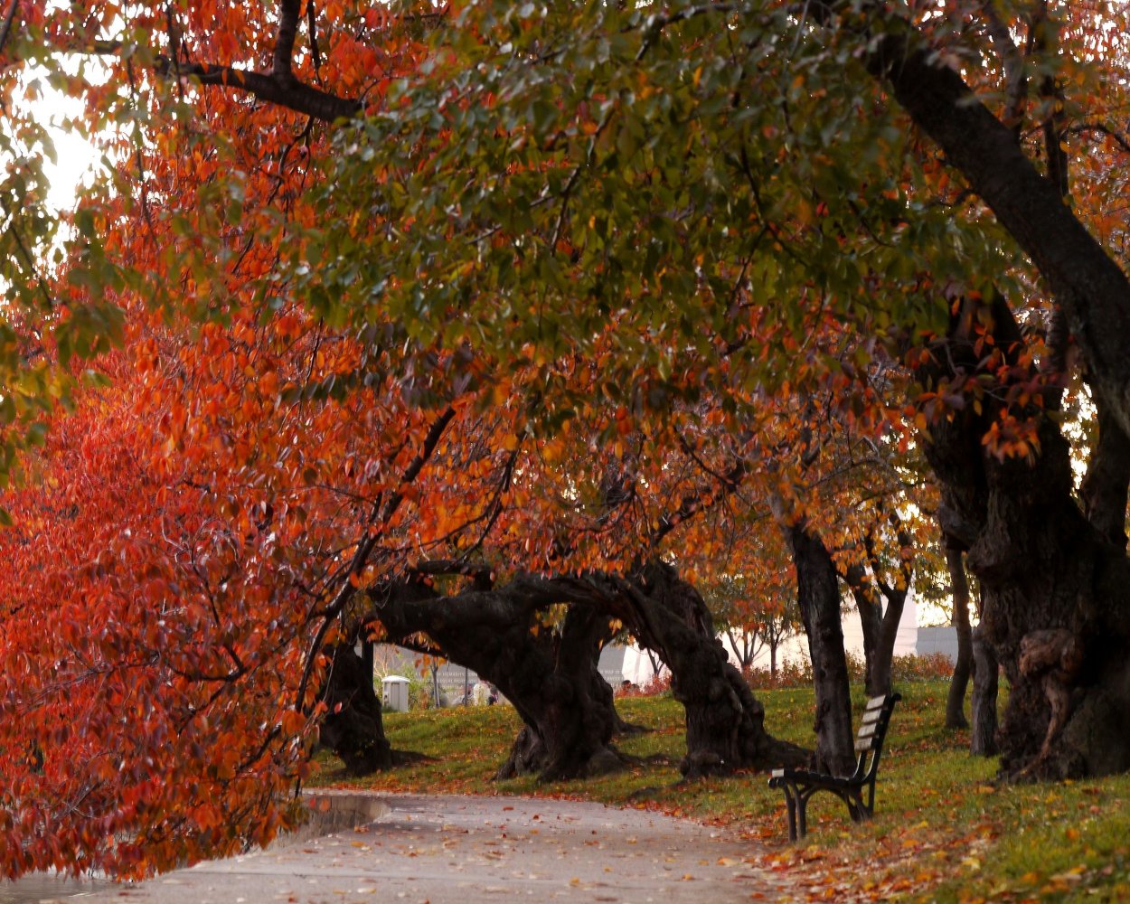 Tidal Basin in the fall