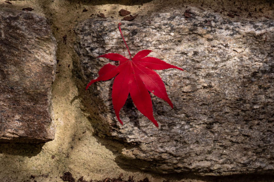 A vibrant red leaf on a textured stone surface.