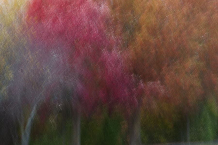 Abstract blurry image of trees with red and orange leaves.