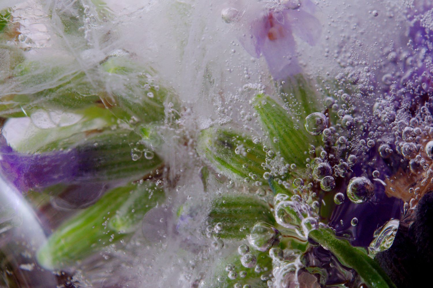 Close-up of Lavender encased in ice with air bubbles.