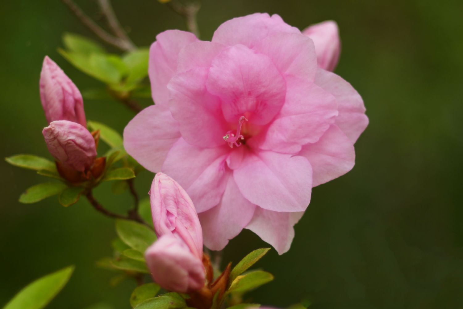 Azalea, Hillwood Musuem & Gardens, Washington, DCbranch.
