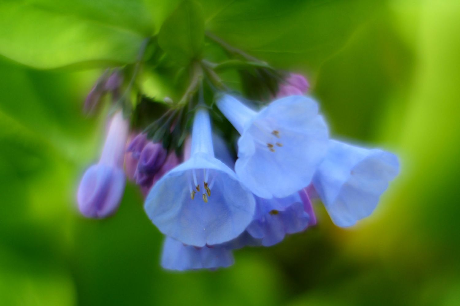 Virginia Bluebells, Potomac Heritage Trail, Leesburg, VA