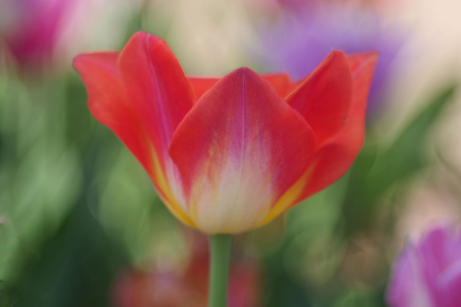 Close-up of a red tulip with blurred green and purple background.