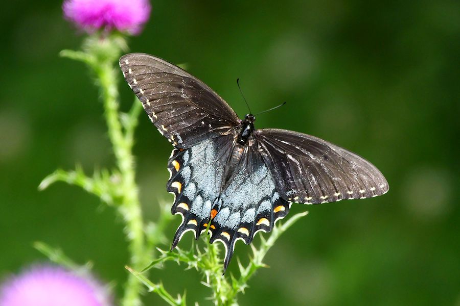 Eastern Tiger Swallowtail Butterfly