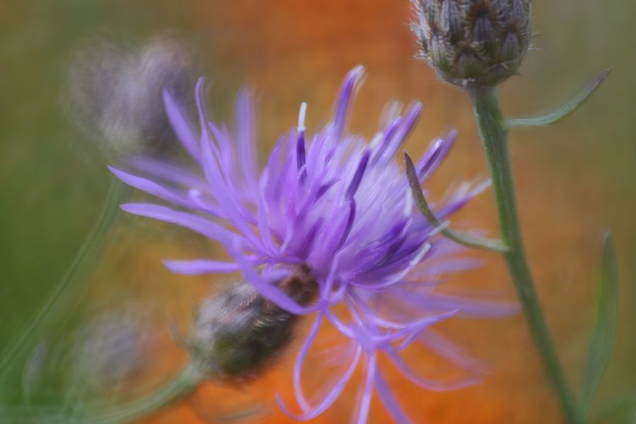 Spotted Knapweed, SNP