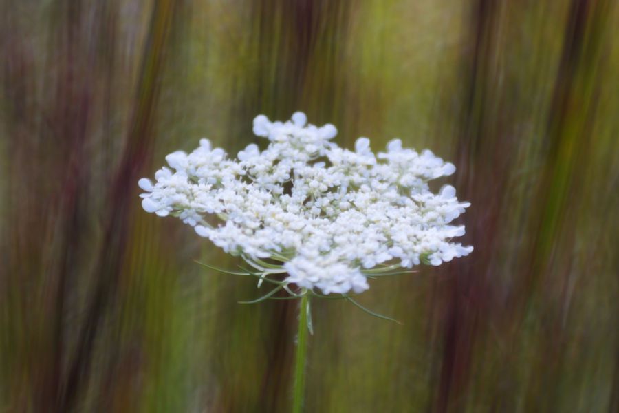 Queen Anne's Lace, SNP