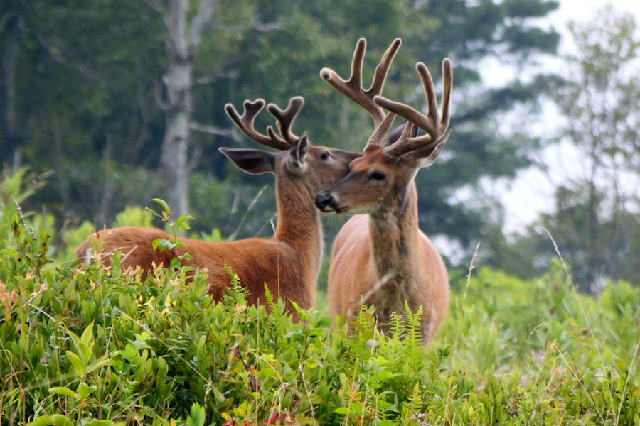 Young Bucks in Big Meadows, SNP