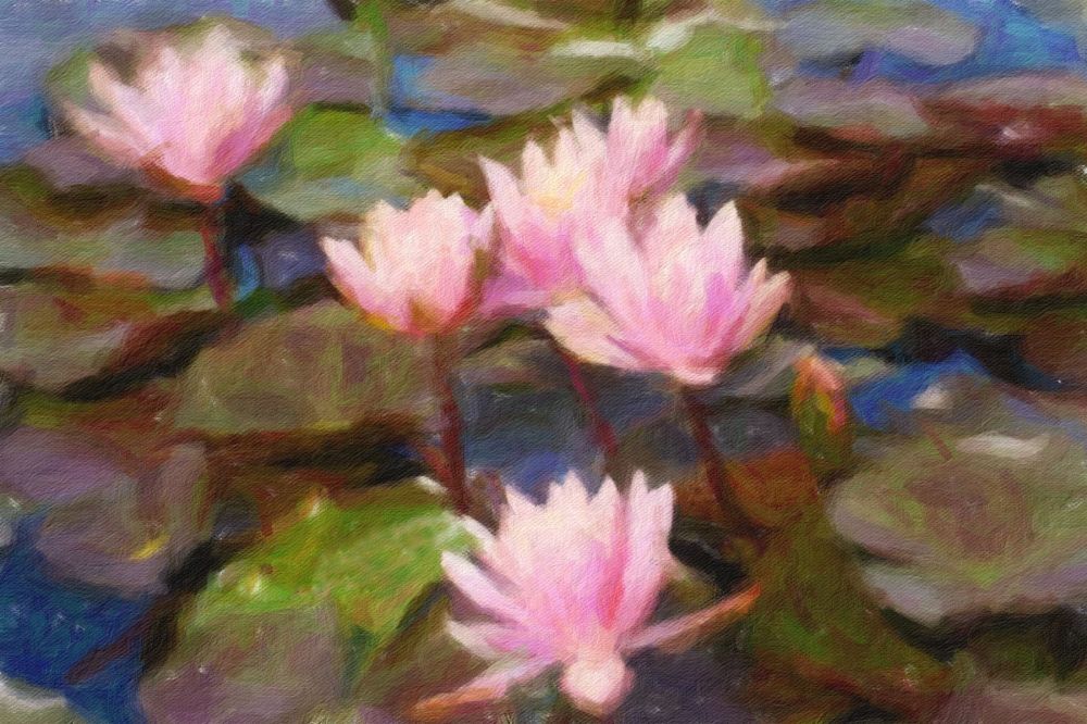 Waterlillis at Longwood Gardens, Kennett Square, PApads.